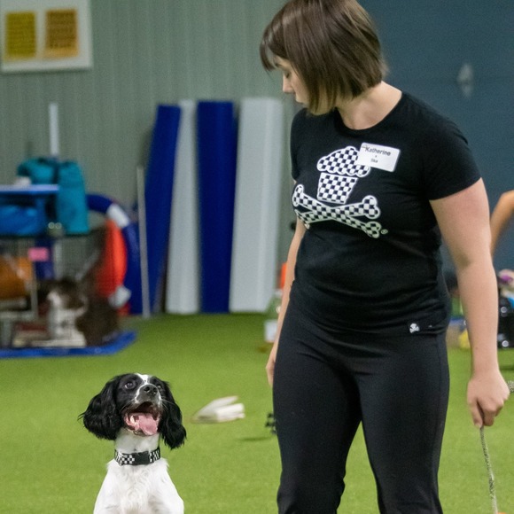 cattrainsdogs